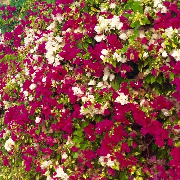 Meet your Posher, E - Picture 1 of 1